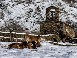 Els ramats pasturen a l'entorn de l'ermita d'Eulàlia de Can Serra