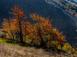 Els colors dels arbres vesteixen la vall