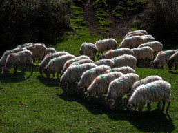 Ramat d'ovelles latxas
