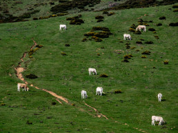 Vaques pasturant a la collada d'Azpegui