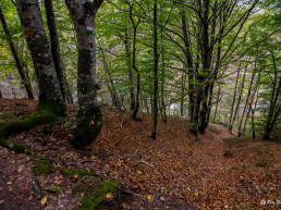 Bosc de Zabaleta